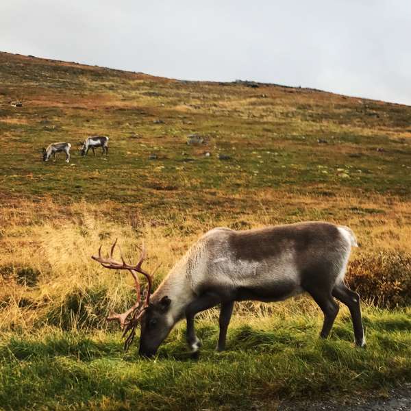 Rensdyr i Nordnorge