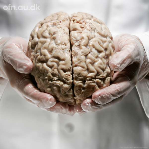 Hvordan fungerer hjernen? Person holder model af hjerne i hånden.