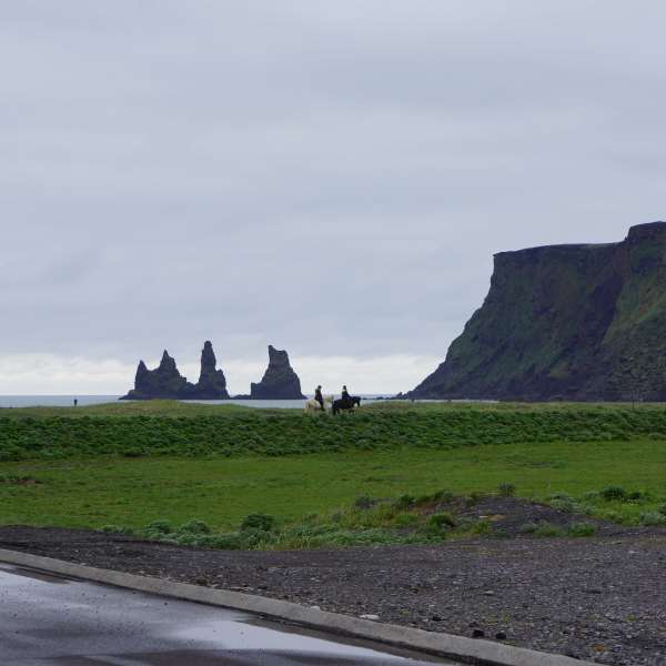 Islandheste